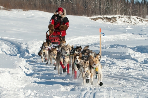 A pack of at least eight dogs pulls a woman on a sled along a snowy trail