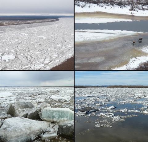 Four images of an increasingly-less-frozen stretch of the Yukon River