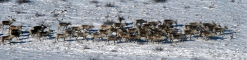 An overhead view of a herd of a couple dozen caribous moving across a snowy field