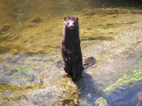 A wet, slender, furry brown four-legged animal stands on its hind legs in shallow water