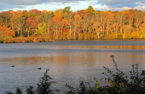 A river with a forest of trees whose leaves are orange, yellow, red and green along the bank