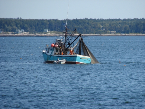 fishing boat pulling in purse seine full of fish