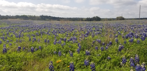 Texas bluebonnets cover a green field