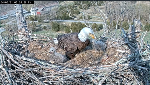 two baby eaglets in nest with adult eagle and fish for food
