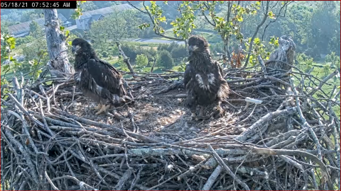 8 week old eaglets in large nest top of tree