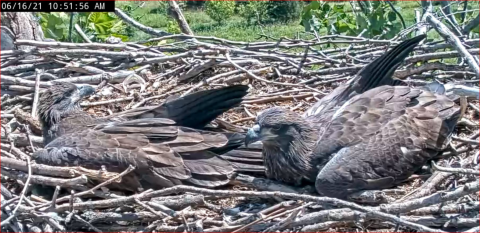 two juvenile bald eagles in nest