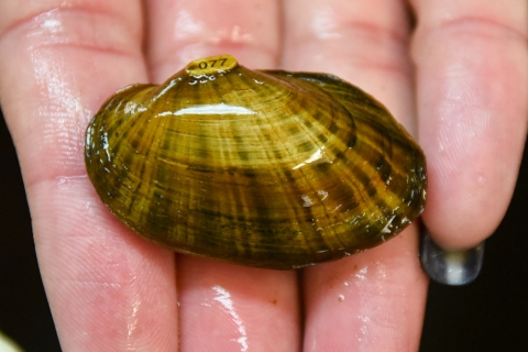 Texas Fatmucket freshwater mussel 