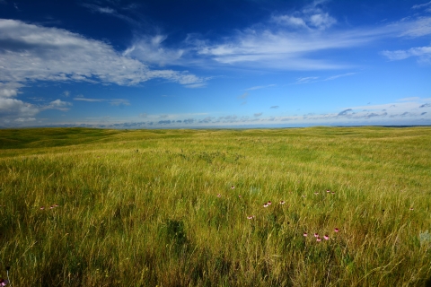 a vast field of healthy grassland under a blue sky. Wildflowers are visible in the foreground