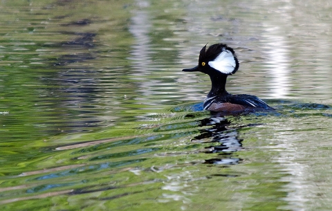 A very angular, jet black duck with a large white marking on the side of its heads floating on water
