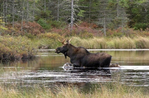 A large, antlered moose wading in stomach-deep water in a forest setting