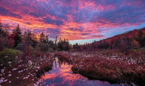 A stream bisects a field of light pink flowers bordered by forest under a cloudy but sunlight sky