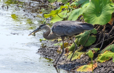 A large gray- and blue-colored bird with long, slender legs wades in a mucky wetland with a small fish in its bill