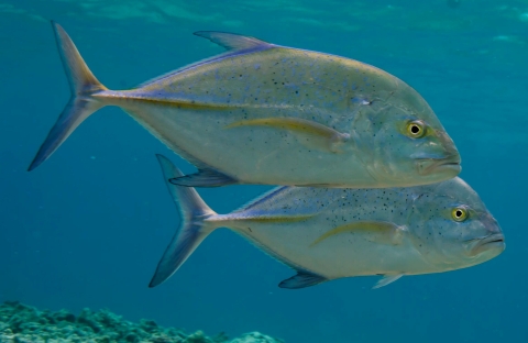 Two flat silver fish with black-and-yellow eyes swimming in blue water