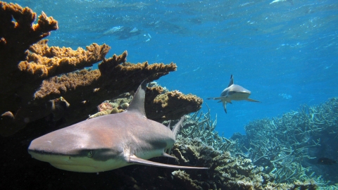 Two large, gray shark swimming in blue water next to a coral reef