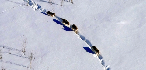 An aerial view of four wolves walking single file in a field of snow