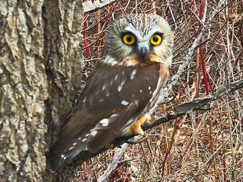 A medium-size mostly brown owl with large yellow eyes perched on a thin branch