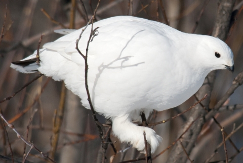A bright white bird with white feather covering its feet perches in a bush
