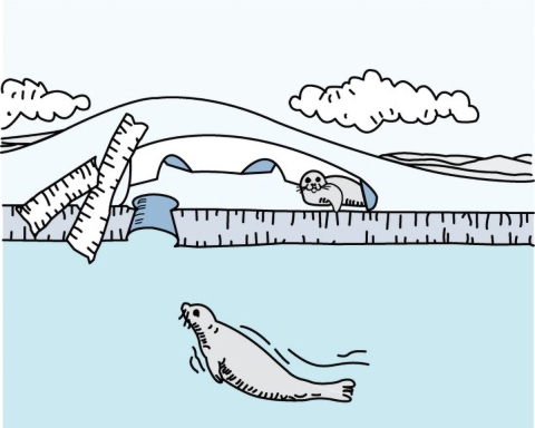 Illustration showing a cutaway of mound of snow sith several entrances, with a baby seal inside, and an adult seal swimming up to the entrance from the water.
