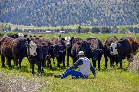 Blair Hart sits on the ground and looks up at his herd of cattle. About ten cows are in the picture, and they all are on a vibrant green landscape at the foot of a mountainside