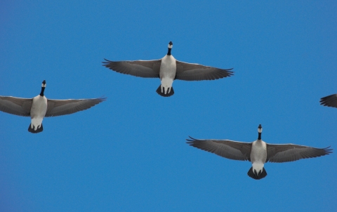Canada Geese in Kanuti Refuge with a blue sky background.