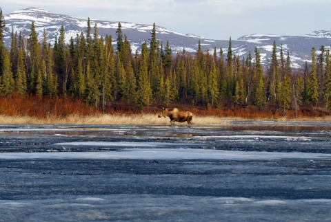 In foreground, a partially frozen lake. In center, a moose standing in the water near a forested shore. In background, a snow-patched mountain range.