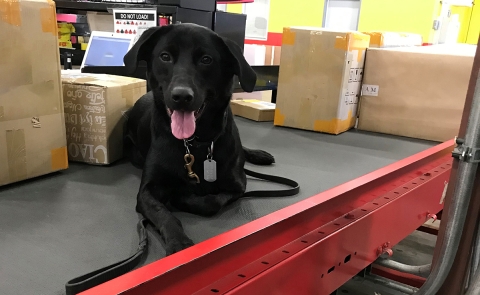 Allie K-9 Unit Service dog sits on conveyer belt with boxes around her. 