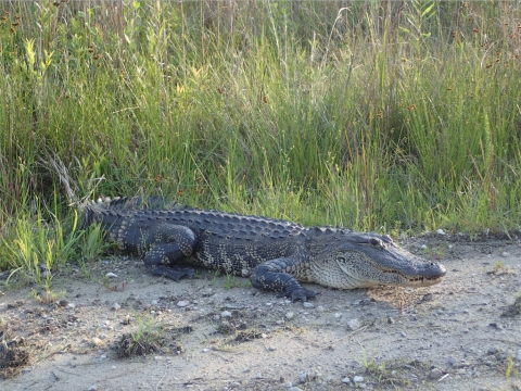American alligator by Dale Suiter, USFWS