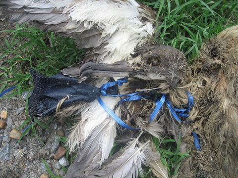 Bird Carcass entangled by balloon string.