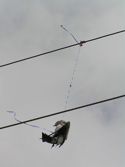 Bird Carcass Strangled By Balloon String Connected to Above Powerline