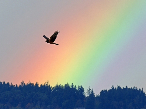 A hawk-like bird flies over trees, with a rainbow behind it. 