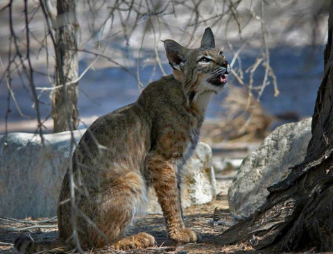 Bobcat stands in the shadows on dirt ground with a dead tree and two rocks in the background
