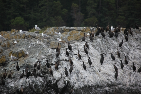 Brandt's Cormorants on Pointer Island
