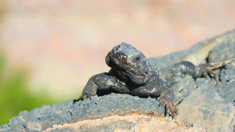Chuckwalla lizard lays on a rock. 