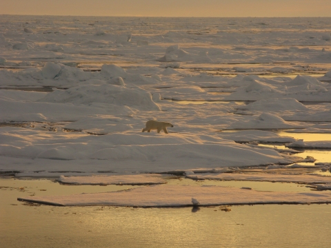 A polar bear walks across sea ice at sunrise.