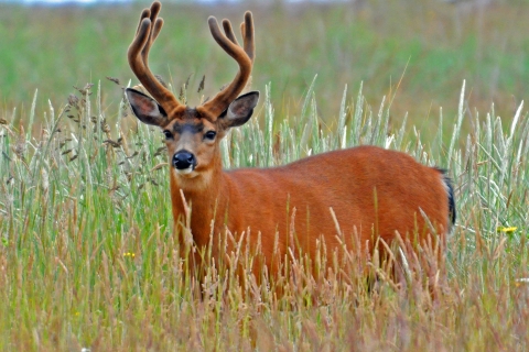Columbia Black-tailed Deer with Velvet Covered Antlers