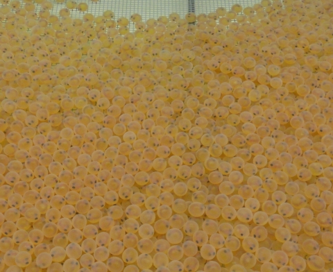 Eyed Lake Trout Eggs Ready For Shipment.