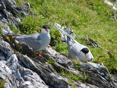 common tern on nest with adult nearby