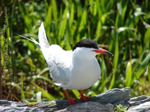 common tern perched on rock