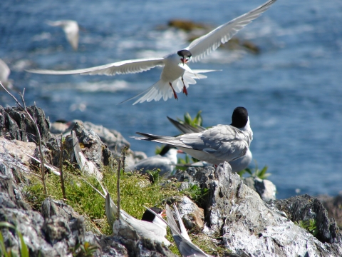 common tern flying to nest with fish in bill