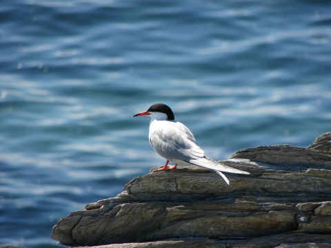 common tern on ledge with ocean in backbround