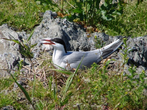 Common tern on nest