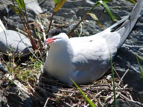 common tern on nest