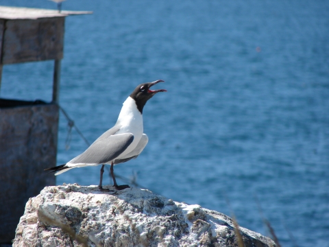 Laughing gull on rock with mouth open, screeching