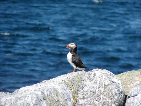 Atlantic puffin on boulder, ocean in background