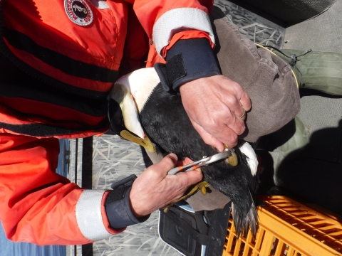 USFWS staff banding common eider drake