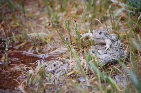 Three Wyoming toads bathe and lounge in a shallow micropool