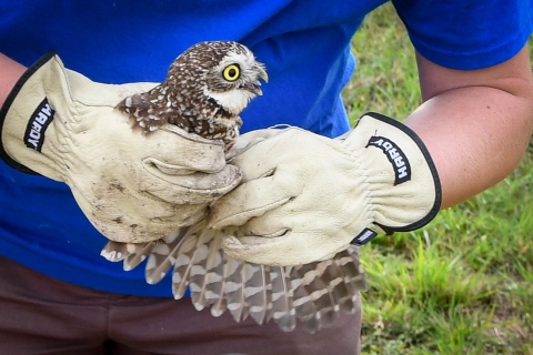 A western burrowing owl is held by gloved hands