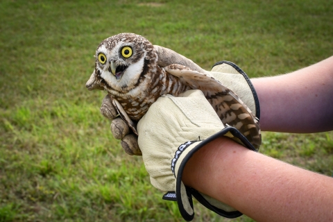 western burrowing owl held in gloved hands