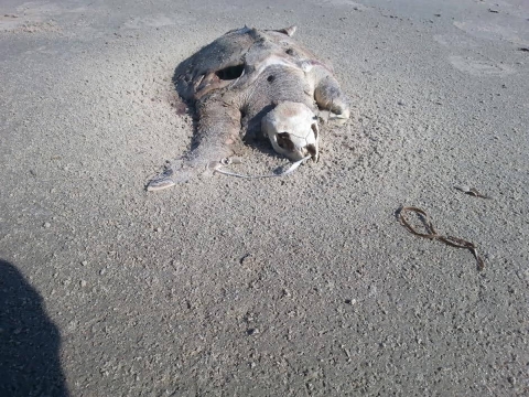 Sea turtle carcass on beach shore with balloon string coming out of it's mouth..