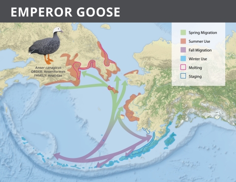 Map of Alaska showing the range of emperor goose 
